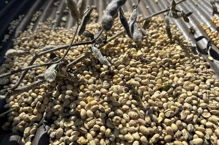 Tamires Hanke / Agencia RBS