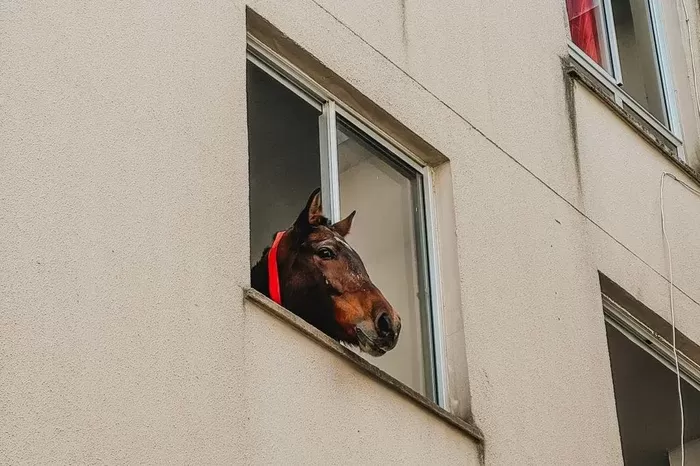 Pietro Meinhart / Grupo RBS