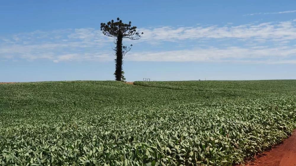 Marcos Paulo/Canal Rural