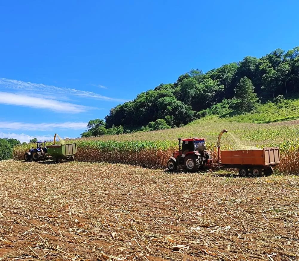Produção de silagem / Gilvan Vargas