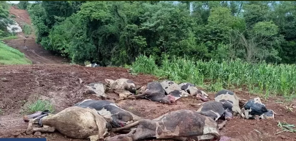 Frame / Jornal Folha da Produção 