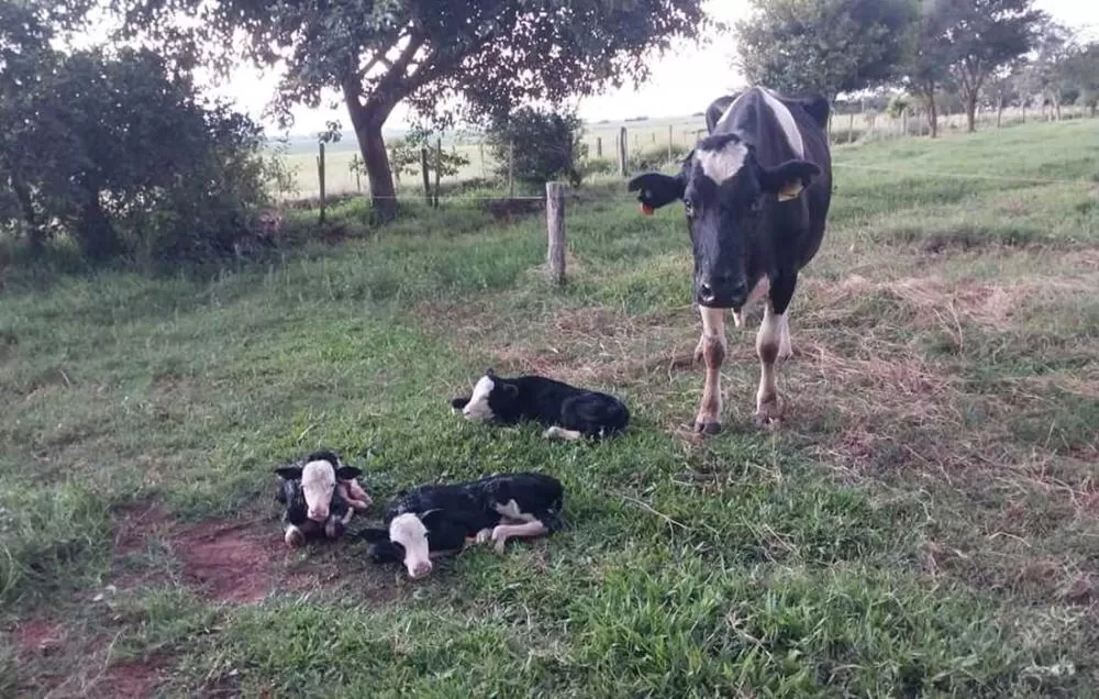 Carlos Rodrigo Do Couto/Arquivo pessoal