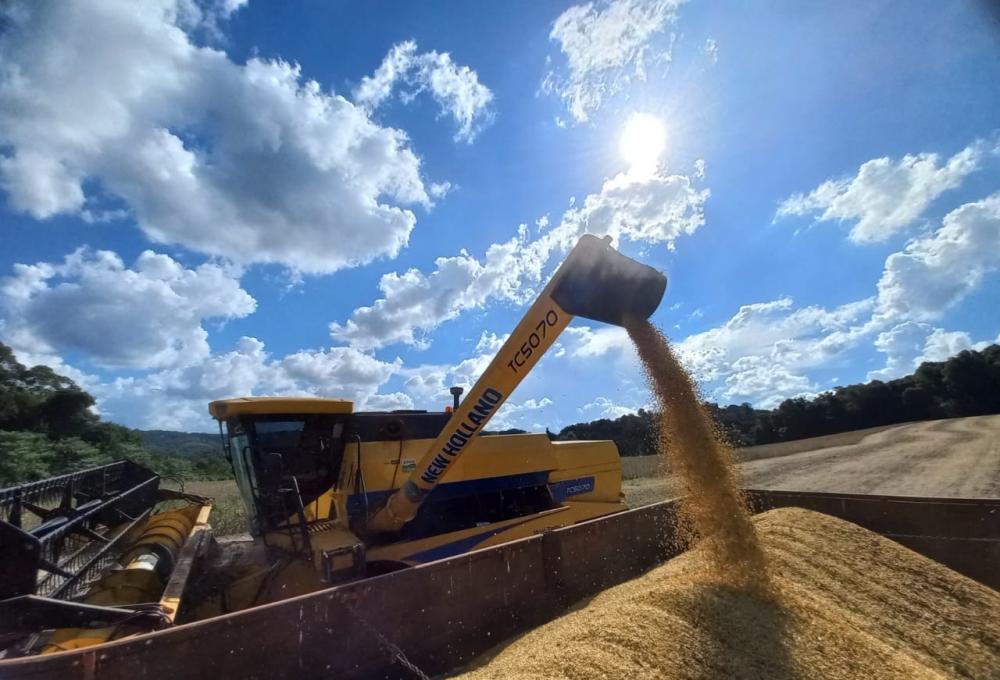 Foto da colheita no interior de Jaboticaba, na propriedade da família Gandin.